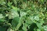Chelidonium majus