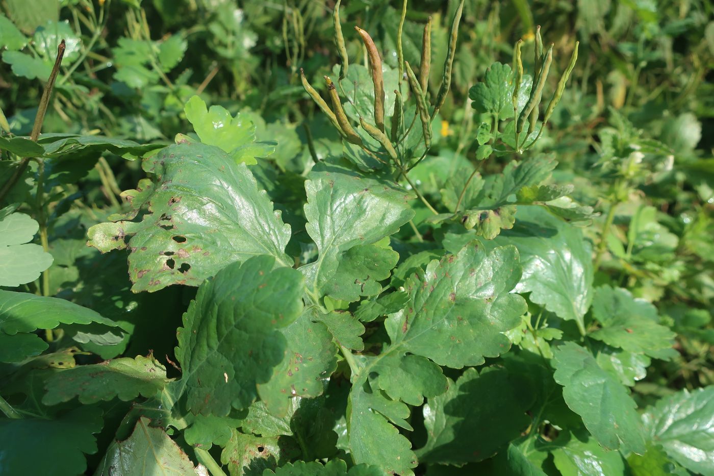 Изображение особи Chelidonium majus.