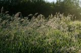 Deschampsia cespitosa