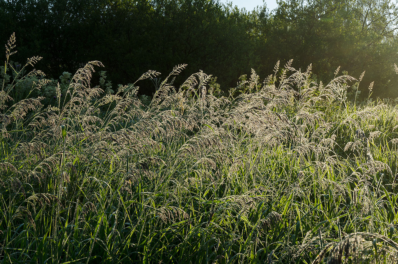 Изображение особи Deschampsia cespitosa.