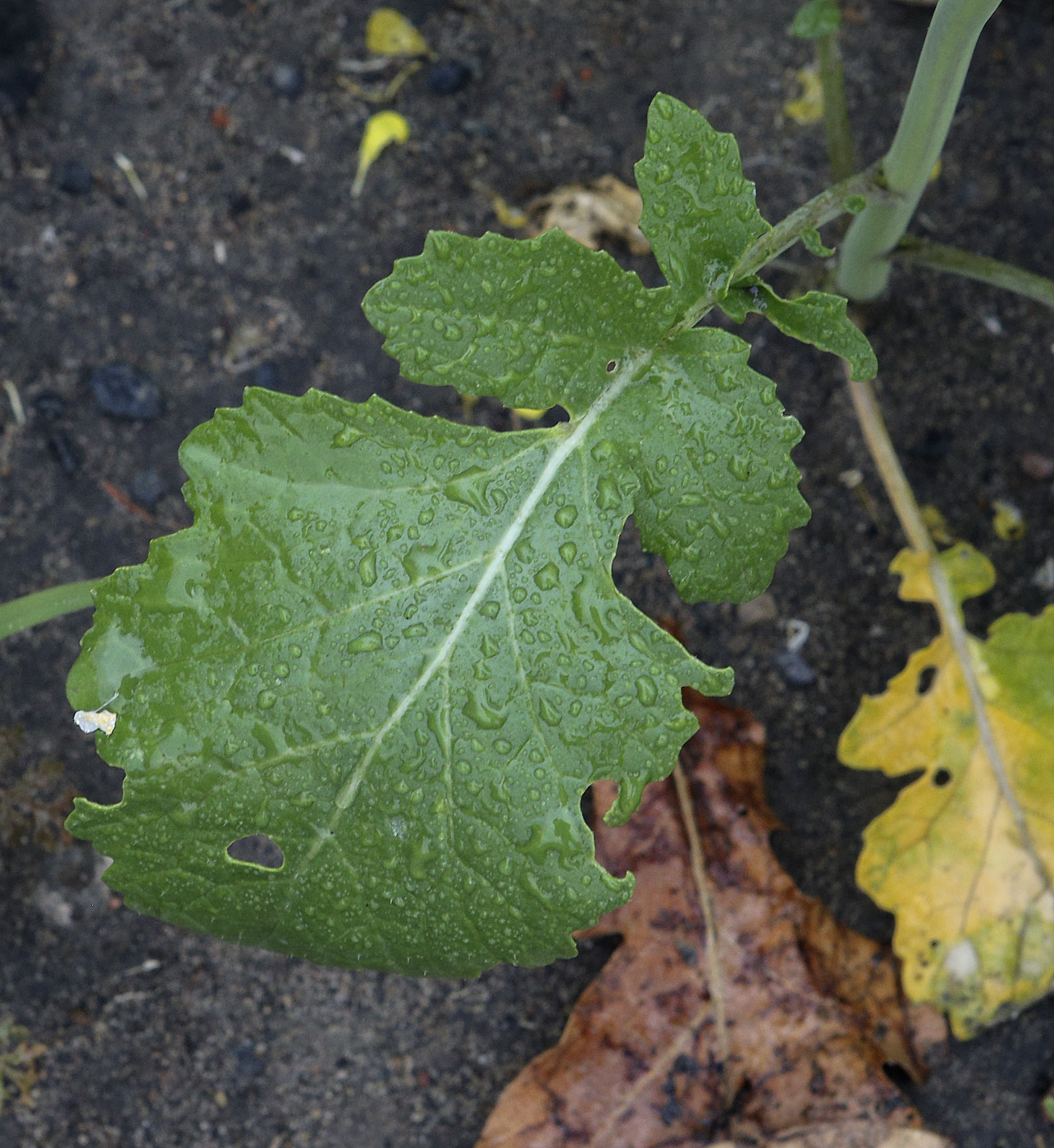 Изображение особи Brassica napus.