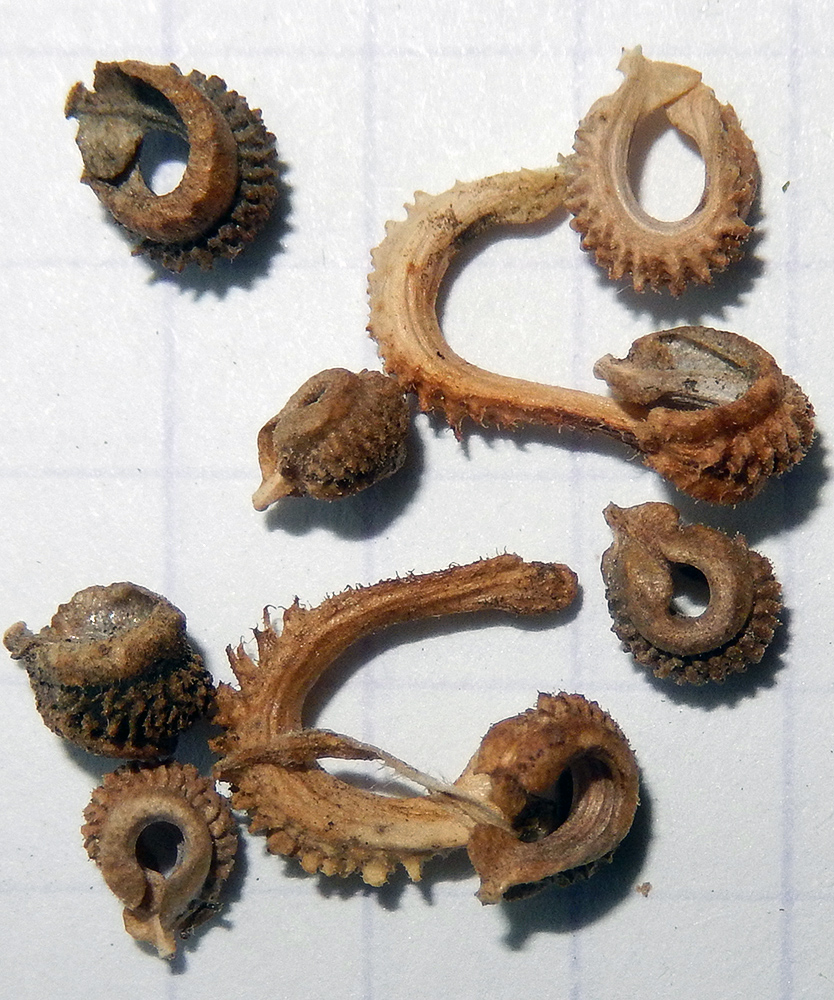 Image of Calendula officinalis specimen.