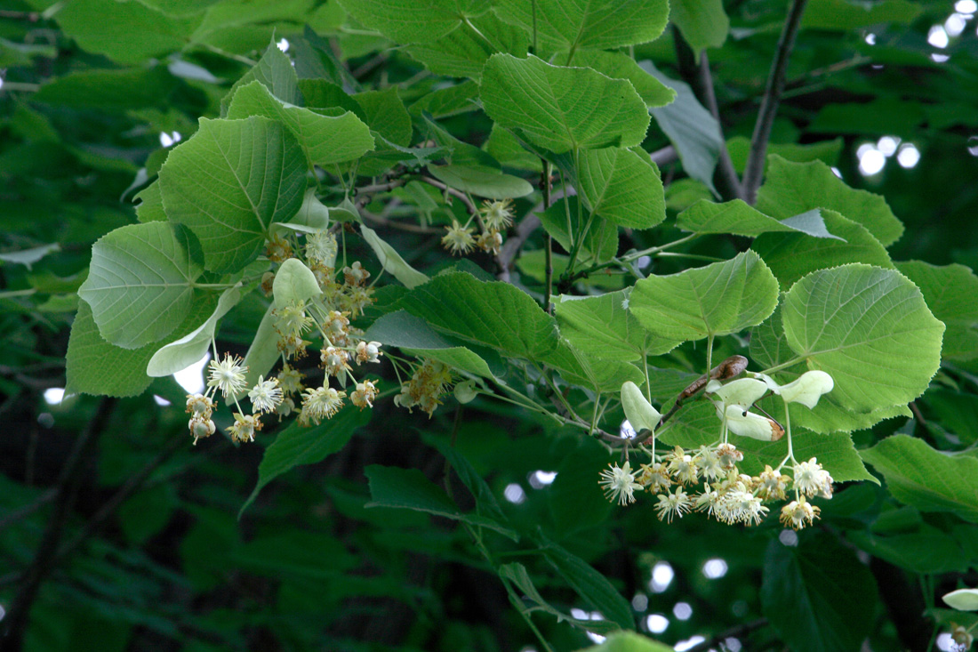 Image of Tilia platyphyllos specimen.