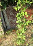 род Rubus