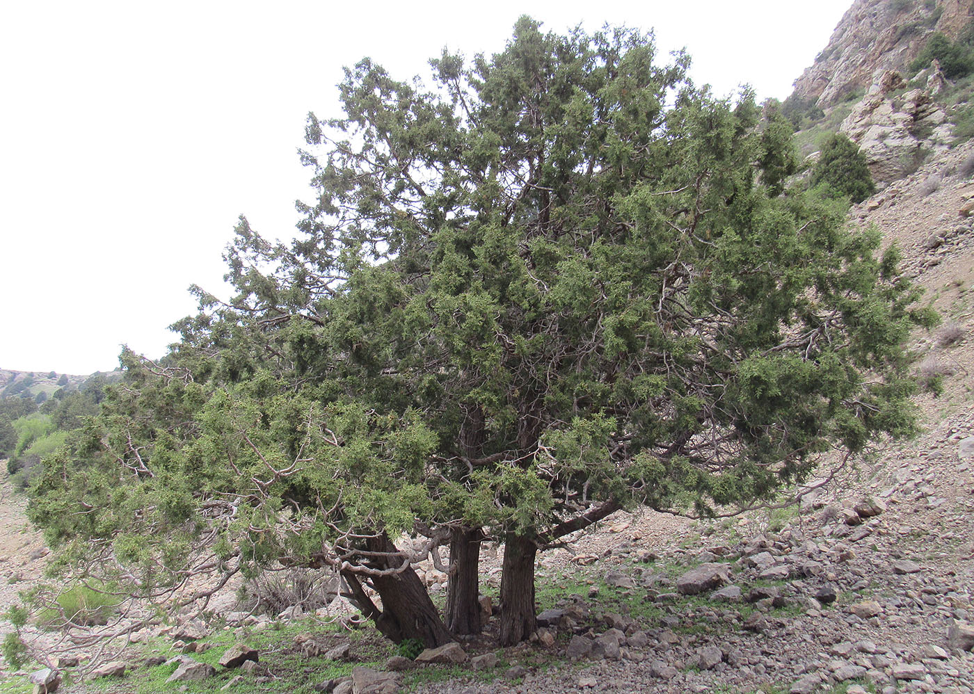 Изображение особи Juniperus seravschanica.
