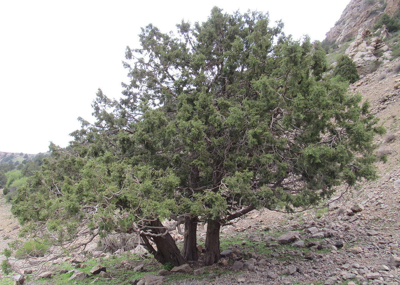 Image of Juniperus seravschanica specimen.