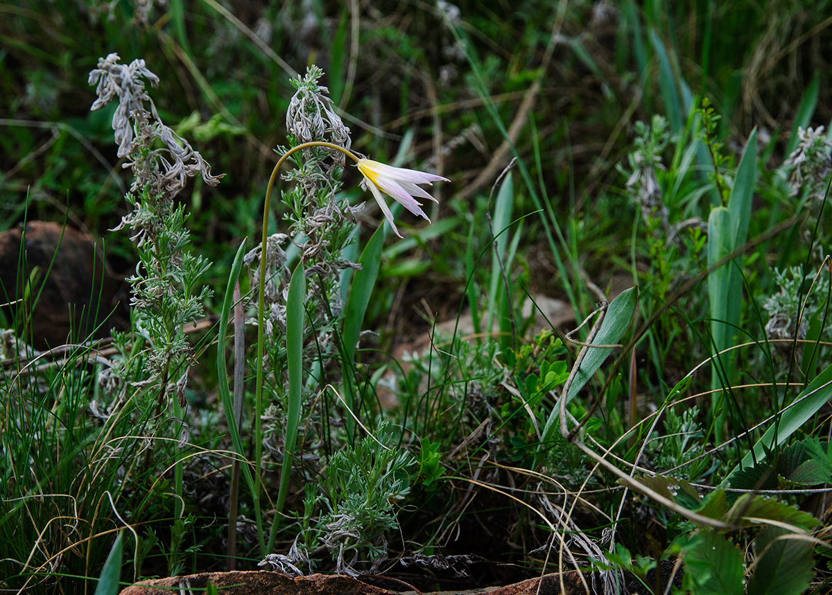 Image of Tulipa biebersteiniana specimen.