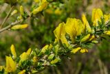 genus Chamaecytisus