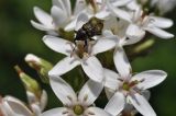 Lysimachia clethroides. Цветки с кормящимся долгоносиком. Приморский край, Шкотовский р-н, пос. Подъяпольск, вершина приморской сопки, просека в широколиственном лесу. 07.07.2023.