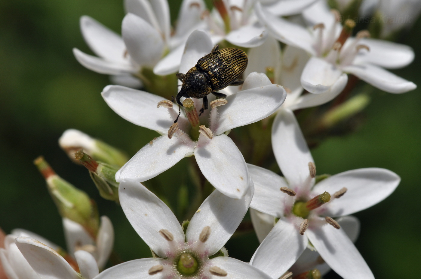 Изображение особи Lysimachia clethroides.