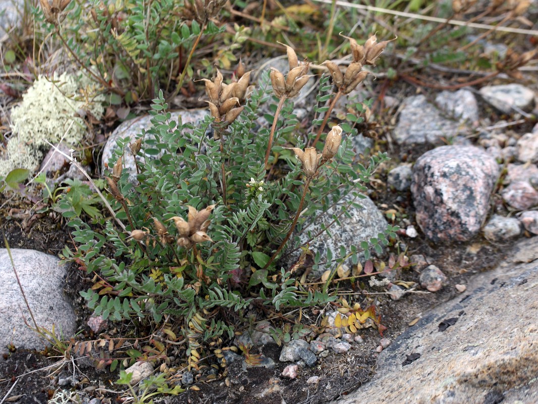 Image of Oxytropis sordida specimen.