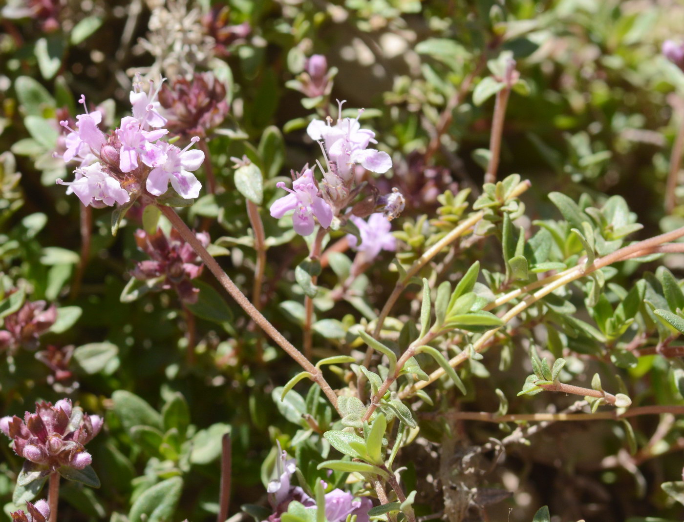 Изображение особи Thymus seravschanicus.