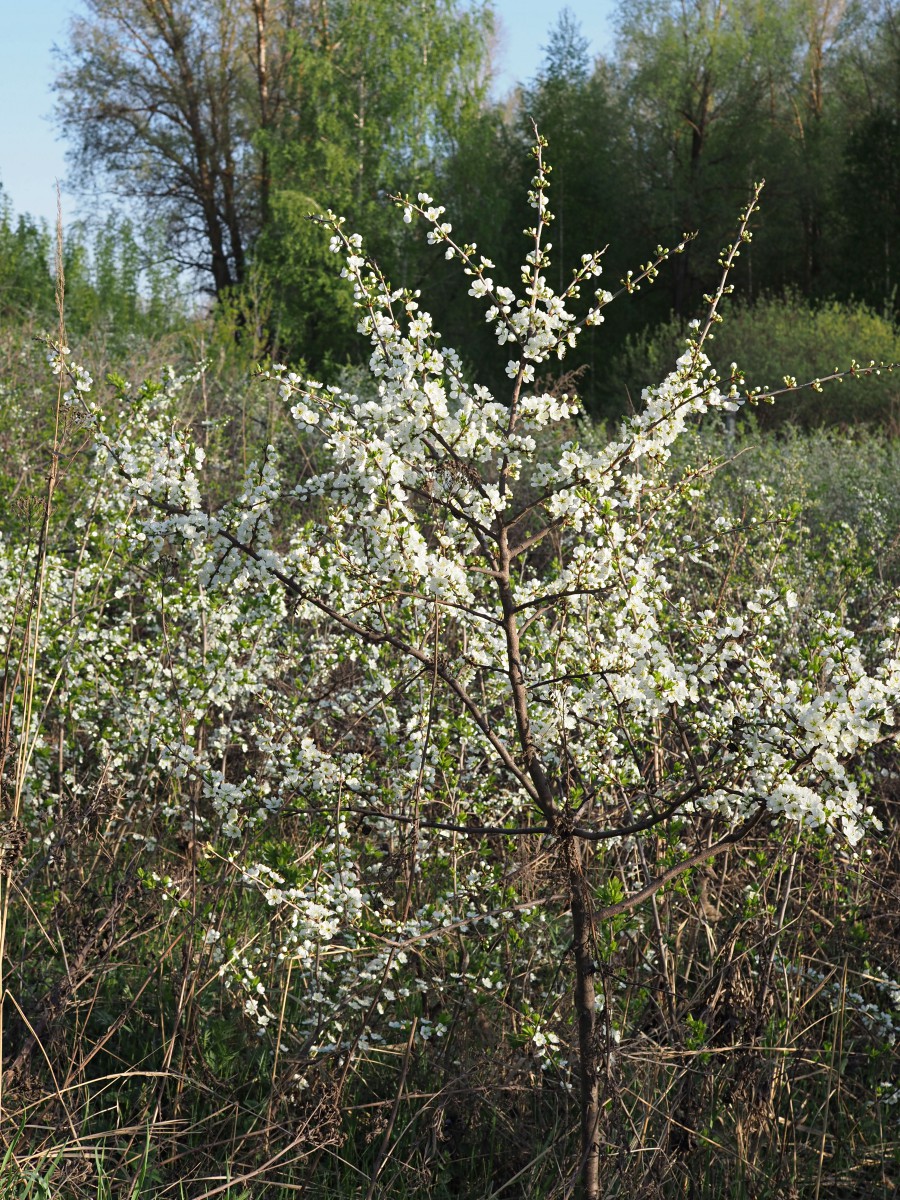 Изображение особи Prunus spinosa.