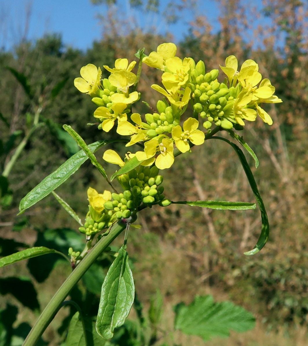 Изображение особи Brassica nigra.