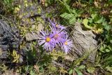 Aster ibericus. Соцветия. Чечня, Шаройский р-н, юго-восточный склон горы Чархунышкорт, выс. 2400 м н.у.м, луг. 7 августа 2023 г.