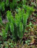 Lycopodium annotinum. Вегетирующие растения в сообществе с Linnaea borealis и мхами. Хабаровский край, р-н им. Полины Осипенко, хр. Дуссе-Алинь, берег оз. Тюленье, ≈ 1200 м н.у.м., окраина зарослей Pinus pumila. 19.07.2021.