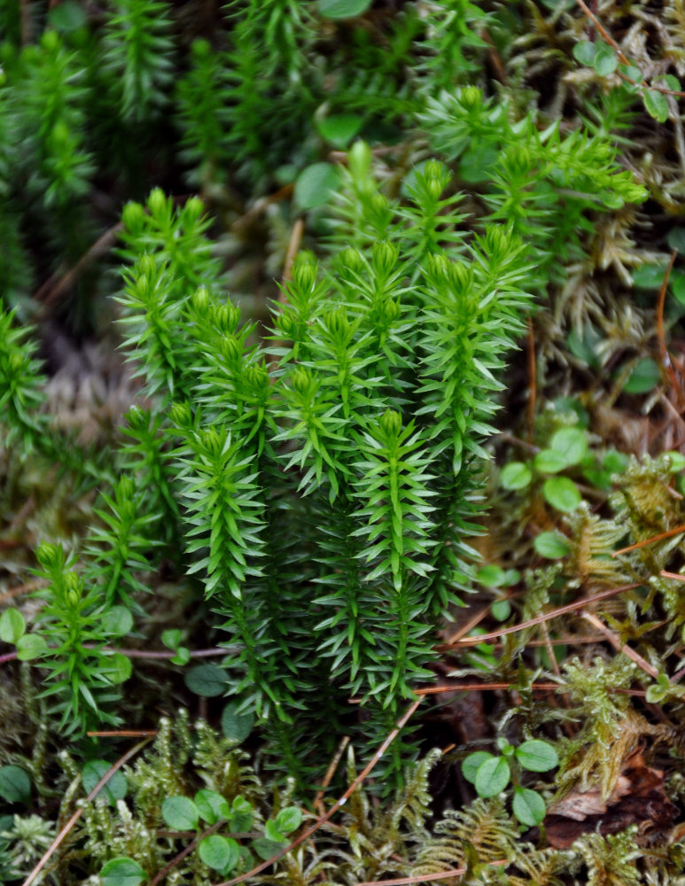 Изображение особи Lycopodium annotinum.