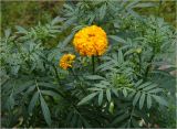 Tagetes erecta