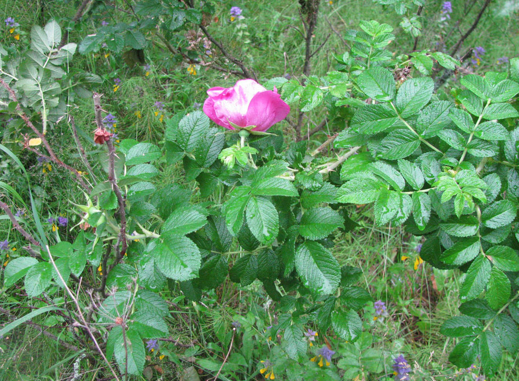 Image of Rosa rugosa specimen.