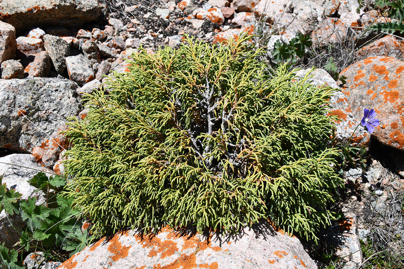 Изображение особи Juniperus pseudosabina.