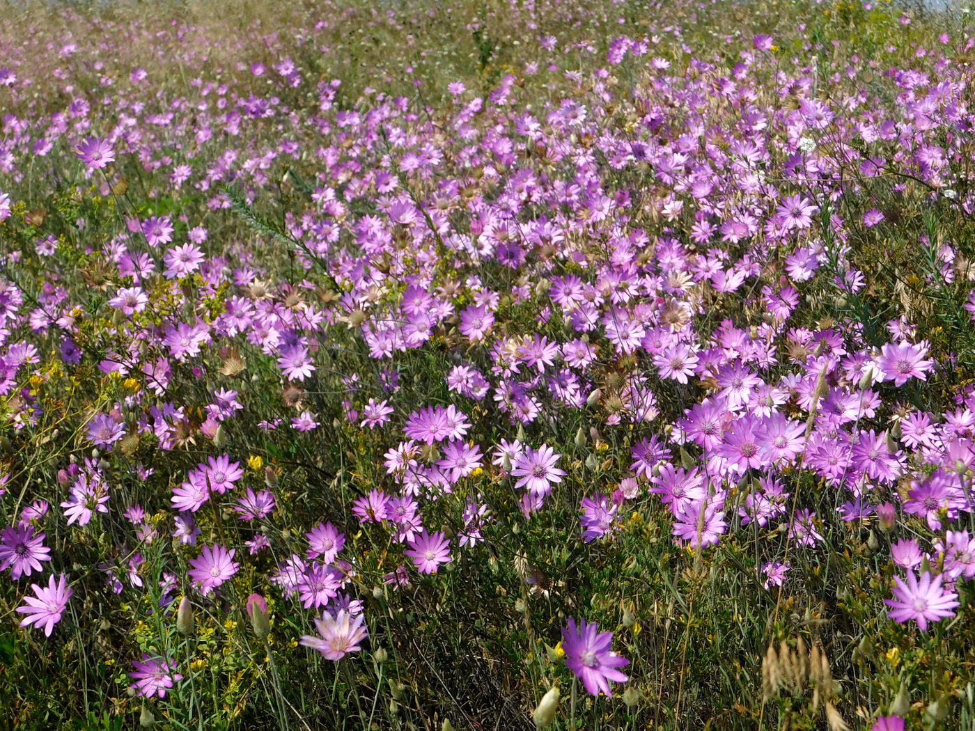 Изображение особи Xeranthemum annuum.