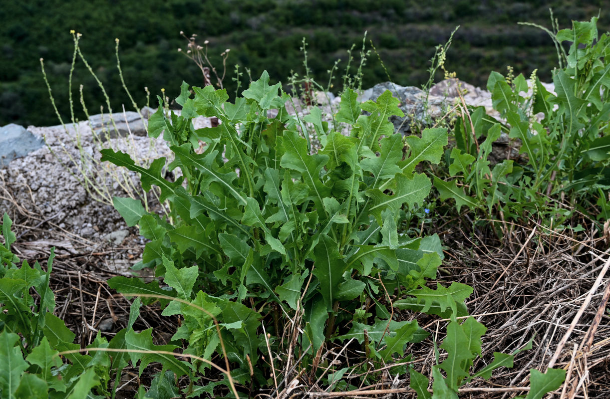 Изображение особи Lactuca serriola.