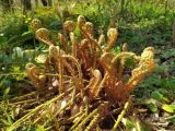 Polystichum braunii. Разворачивающиеся вайи. Краснодарский край, городской округ Сочи, Хостинский р-н, Мацестинский лесопарк, широколиственный лес. 28.03.2023.