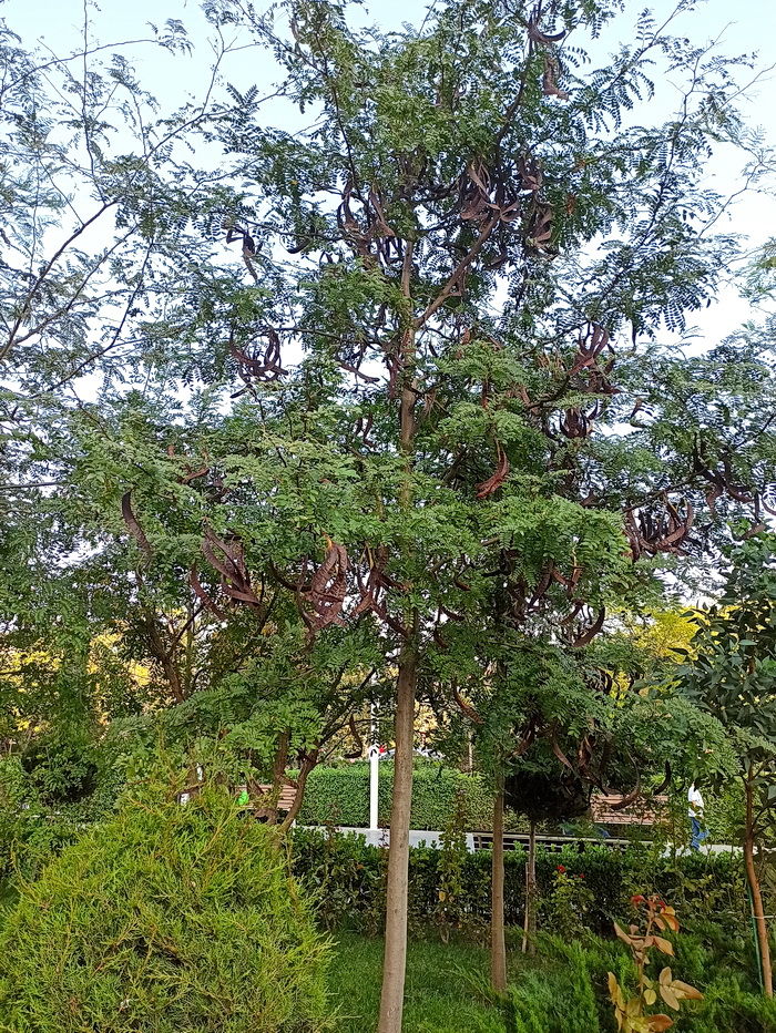 Image of genus Gleditsia specimen.