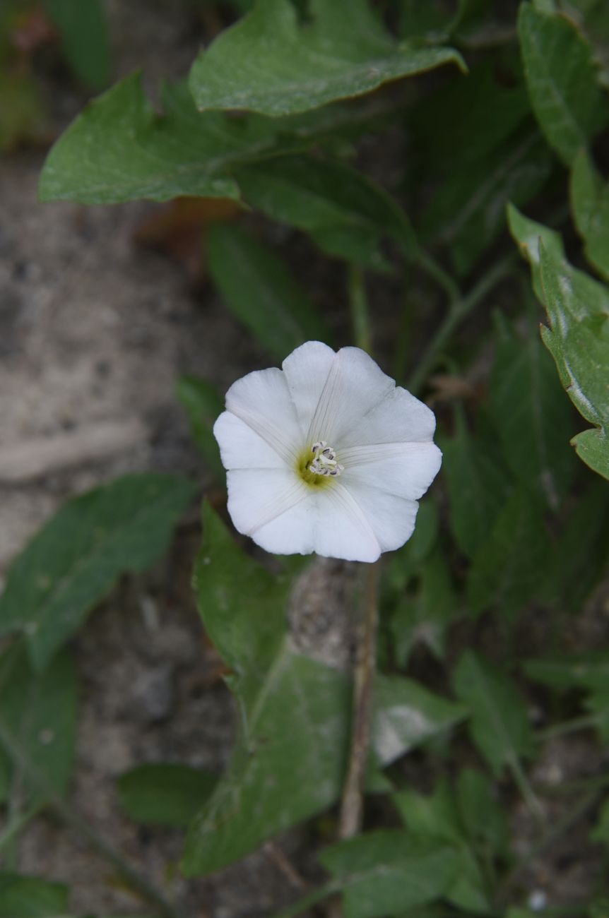 Изображение особи Convolvulus arvensis.