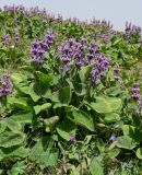 Phlomoides oreophila