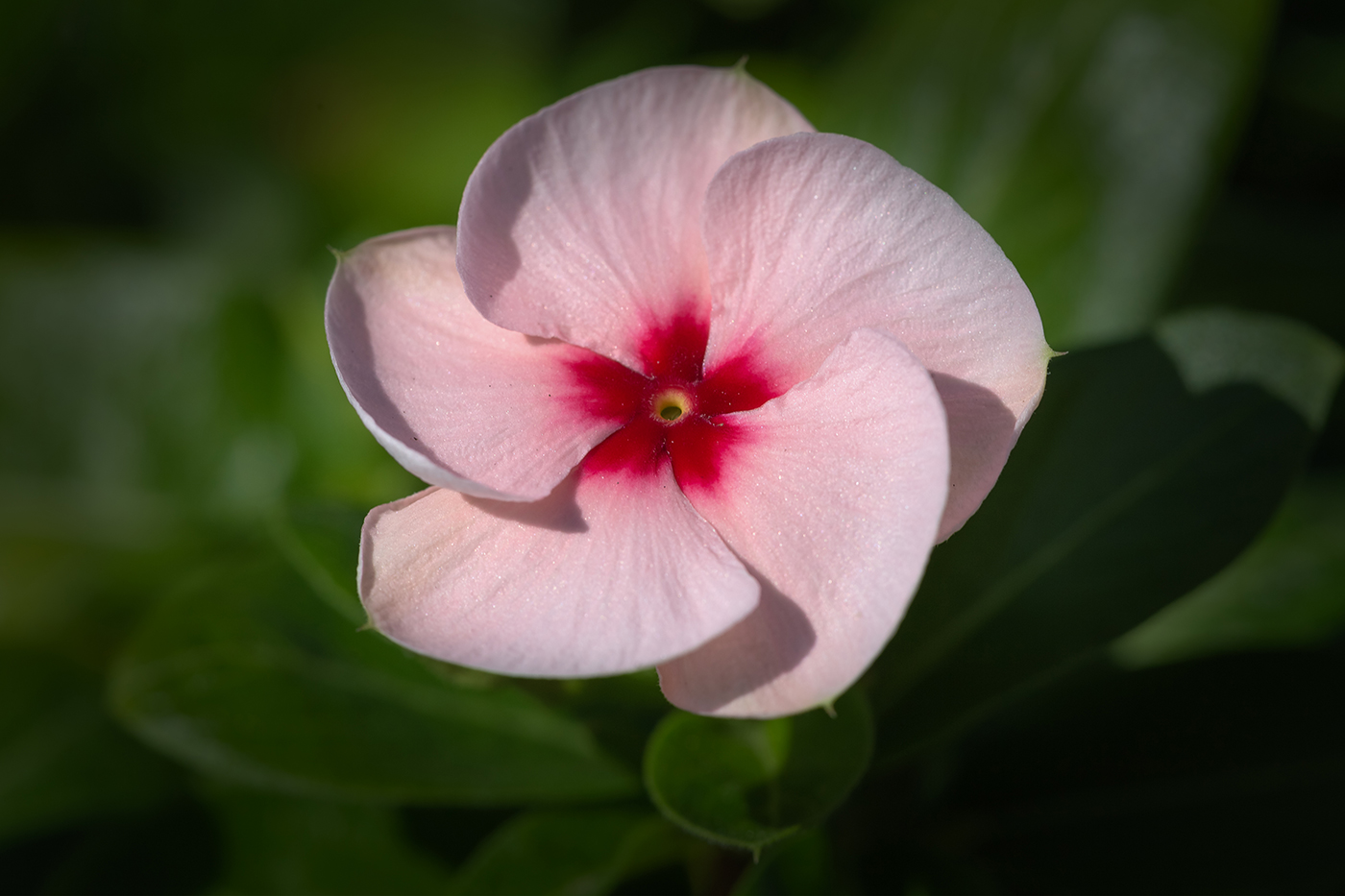 Изображение особи Catharanthus roseus.