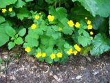 genus Ranunculus