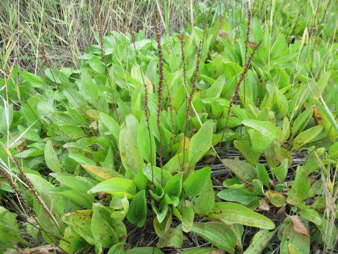 Изображение особи Plantago cornuti.