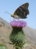 Cirsium vulgare. Соцветие с кормящейся бабочкой перламутровкой Пандора (Argynnis pandora). Узбекистан, Джизакская обл., хр. Нуратау, Нуратинский заповедник, верховье ур. Хаятсай, около 1500 м н.у.м., берег ручья. 13.08.2010.