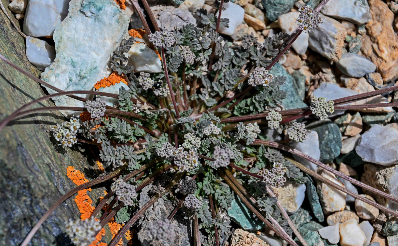 Image of familia Apiaceae specimen.