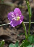 Oenothera rosea