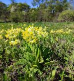 Primula veris. Цветущие растения. Смоленская обл., Смоленский р-н, верховья р. Каспля, небольшая луговина. Конец апреля.