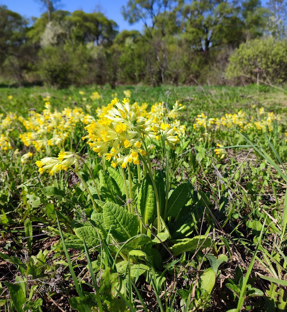 Image of Primula veris specimen.