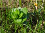 Hylotelephium stepposum. Растение в начале вегетации. Республика Башкортостан, Хайбуллинский р-н, Акъюловский сельсовет, окр. дер. Акназарово, долина р. Сакмара, травянистый склон прибрежного скальника. 29 апреля 2024 г.