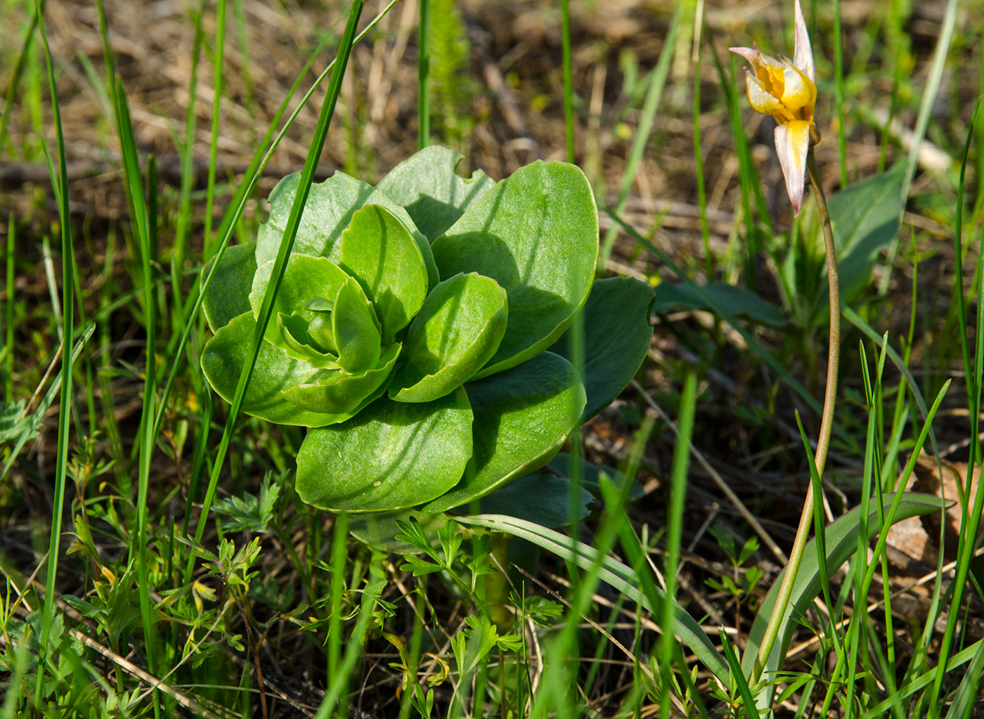 Изображение особи Hylotelephium stepposum.