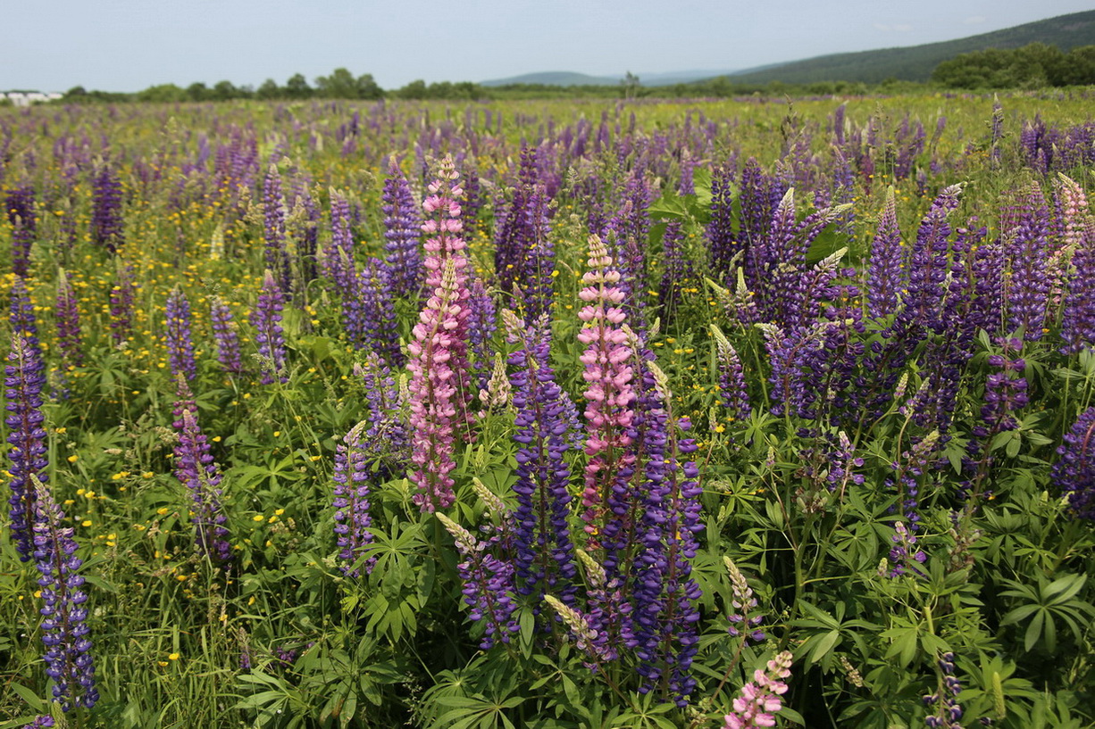 Изображение особи Lupinus &times; regalis.
