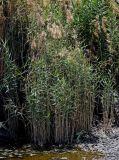Phragmites australis