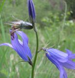 Campanula turczaninovii