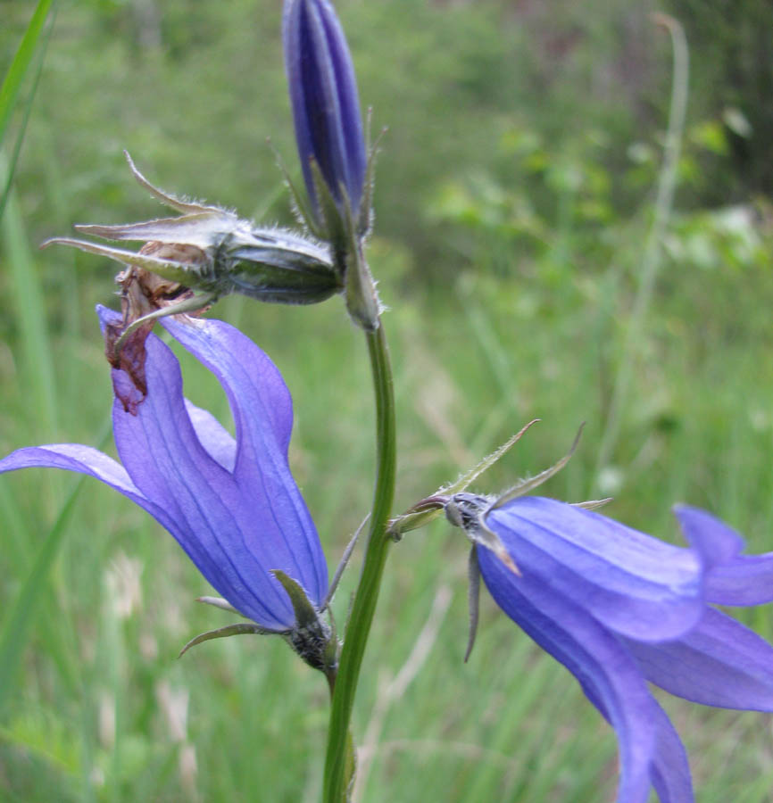 Image of Campanula turczaninovii specimen.