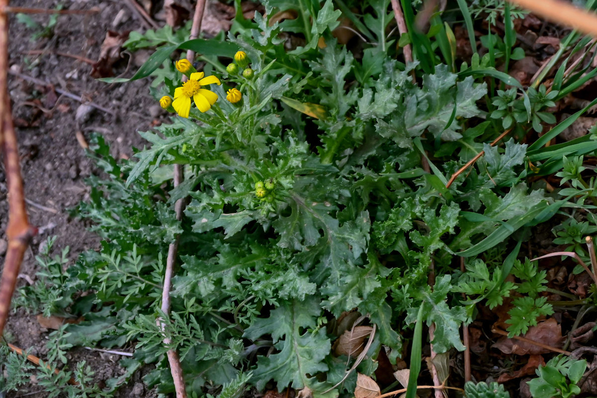 Изображение особи Senecio vernalis.