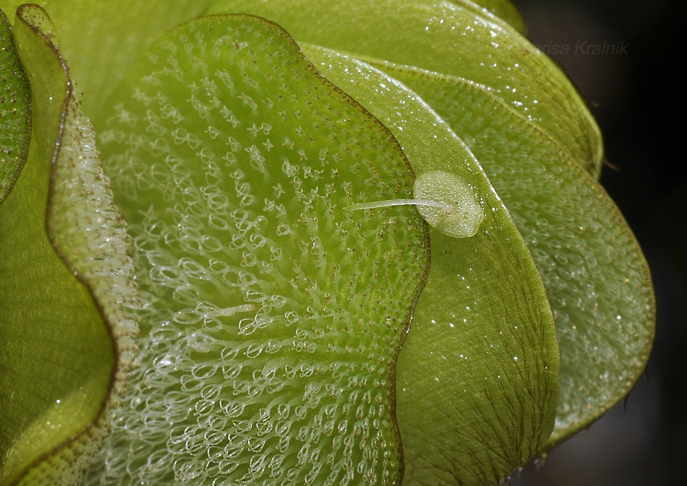 Image of Salvinia molesta specimen.