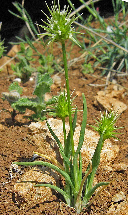 Изображение особи Echinaria capitata.