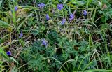 Geranium pratense