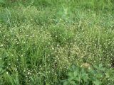 Stellaria filicaulis