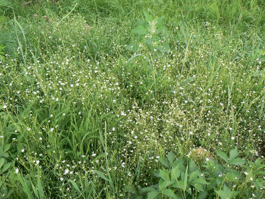 Изображение особи Stellaria filicaulis.